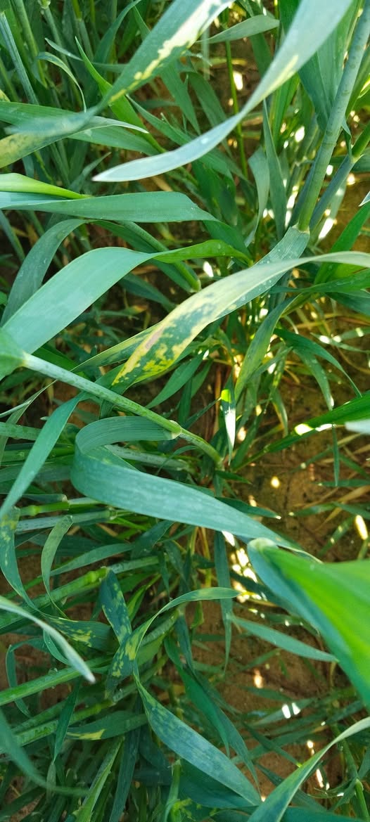 ممكن اعرف سبب والعلاج